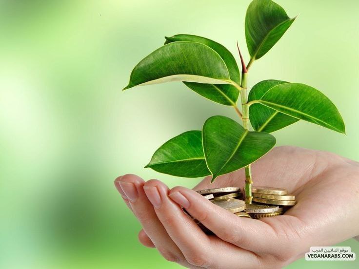 steps-to-invest-in-syria